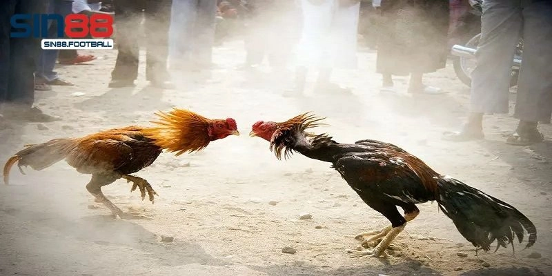 Một số lưu ý khi tham gia cá cược đá gà cần biết
